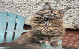Maine Coon cats for sale: Pure Maine Coon kittens ready now - Image 9