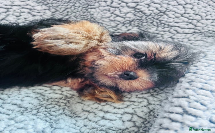 Yorkshire Terrier dogs in Shifnal - Advert 2