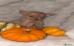 Chihuahua dogs for sale: 3 beautiful chihuahuas 2 girls 1 boy left  - Image 7