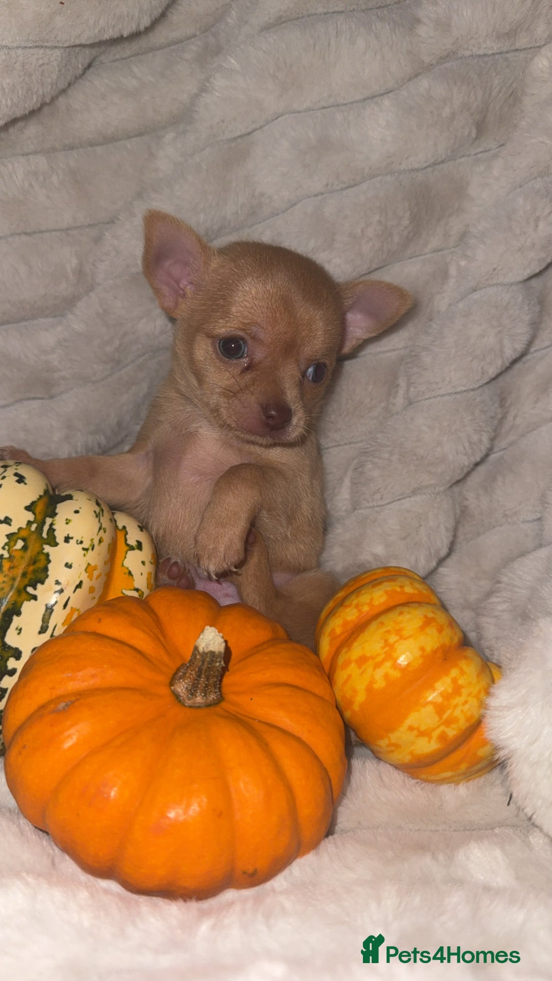 Chihuahua dogs for sale: 3 beautiful chihuahuas 2 girls 1 boy left  - Image 7