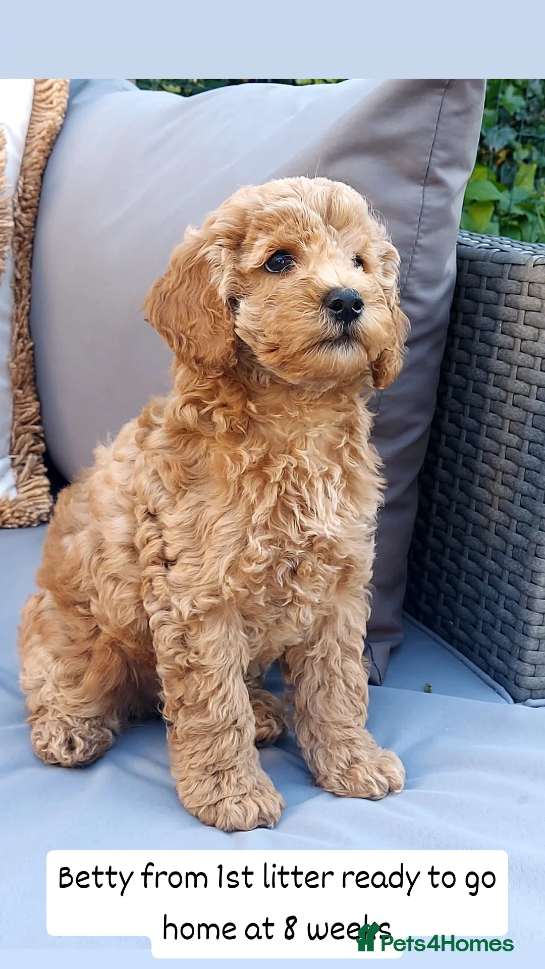 Cockapoo dogs for sale: F1B Small Cockapoo Puppies. Only 2 boys available  - Image 10