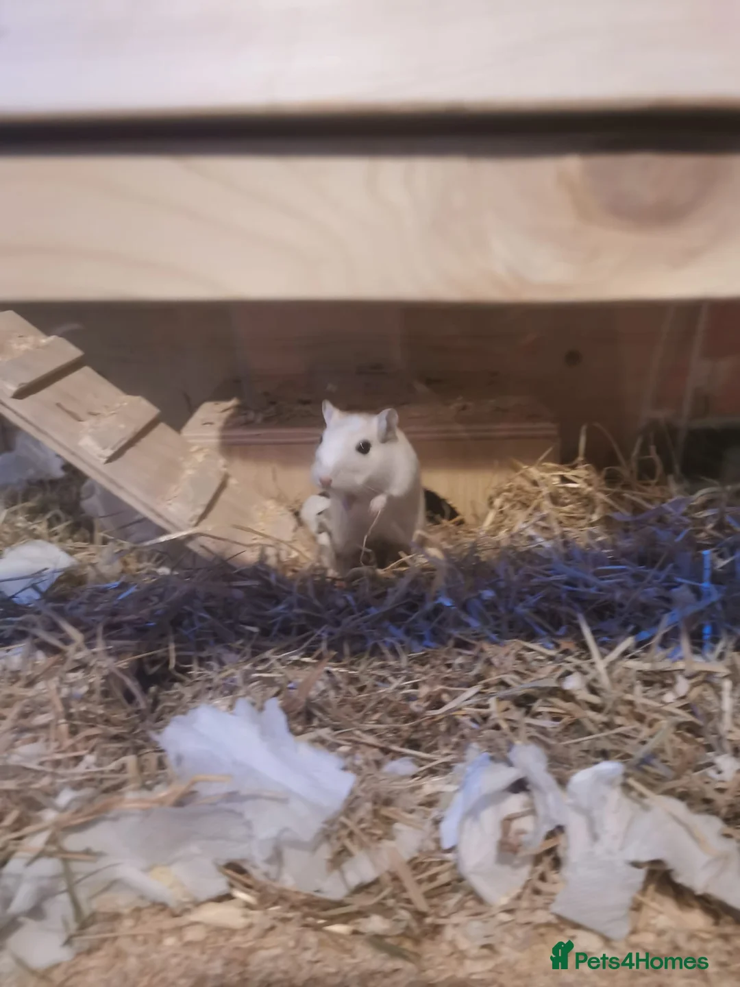 Gerbil rodents for sale: Gerbils - Advert 4