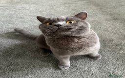 British Shorthair cats for sale: Pure blue british shorthair kitten - Image 2