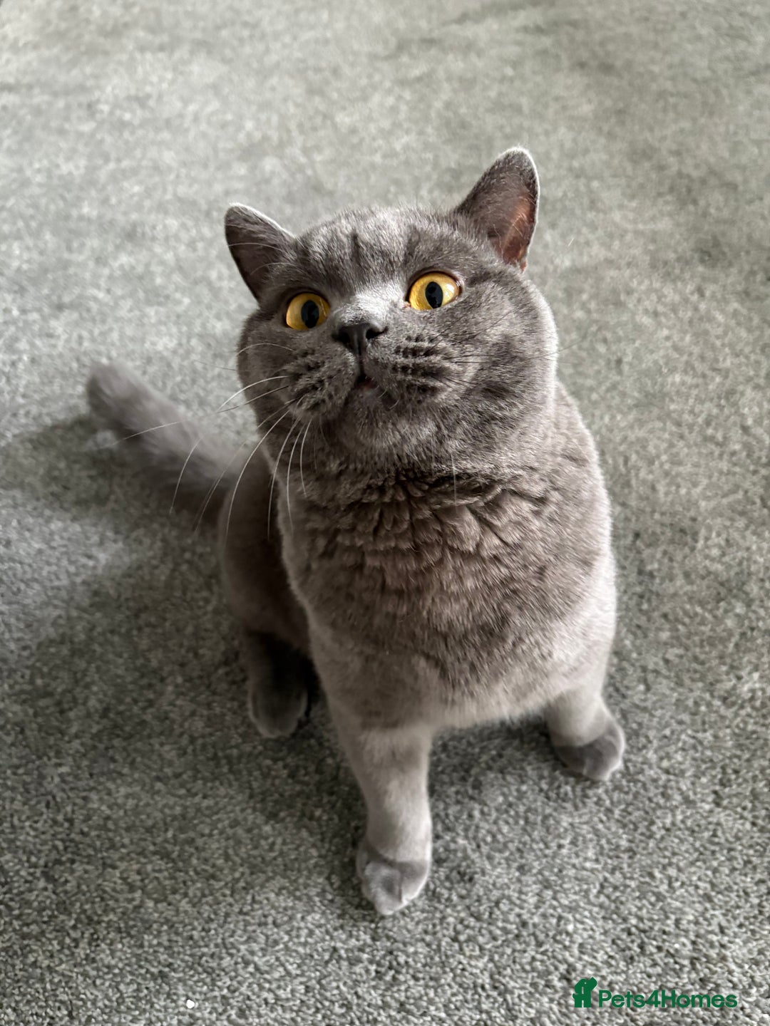 British Shorthair cats for sale: Pure blue british shorthair kitten - Image 2