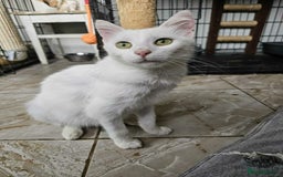 Mixed Breed cats for adoption: Charlotte - Norwich Norfolk   - Advert 3