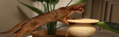 Abyssinian 2