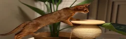 Abyssinian cats for sale: Champion line  - Advert 7