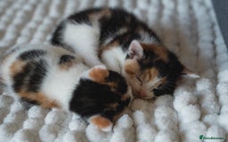 Mixed Breed cats for sale: 4 LOVEY CATS in ESSEX - 2 MALE & 2 FEMALE  - Image 14