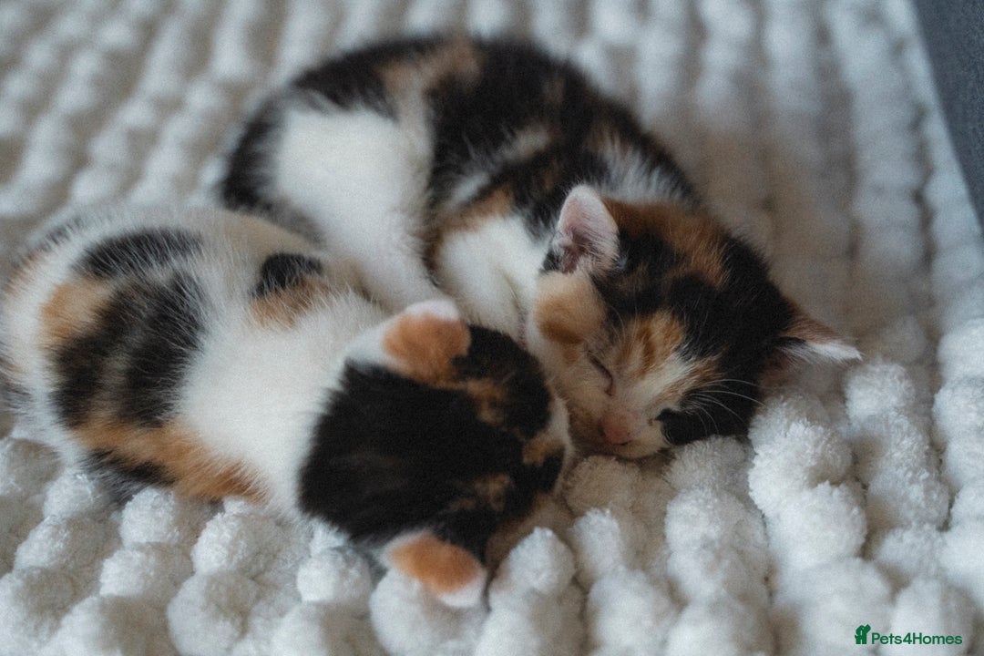Mixed Breed cats for sale: 4 LOVEY CATS in ESSEX - 2 MALE & 2 FEMALE  - Image 14