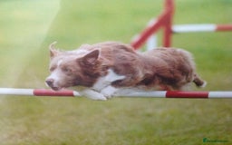 Border Collie dogs for sale: KC Registered Pups - Image 3
