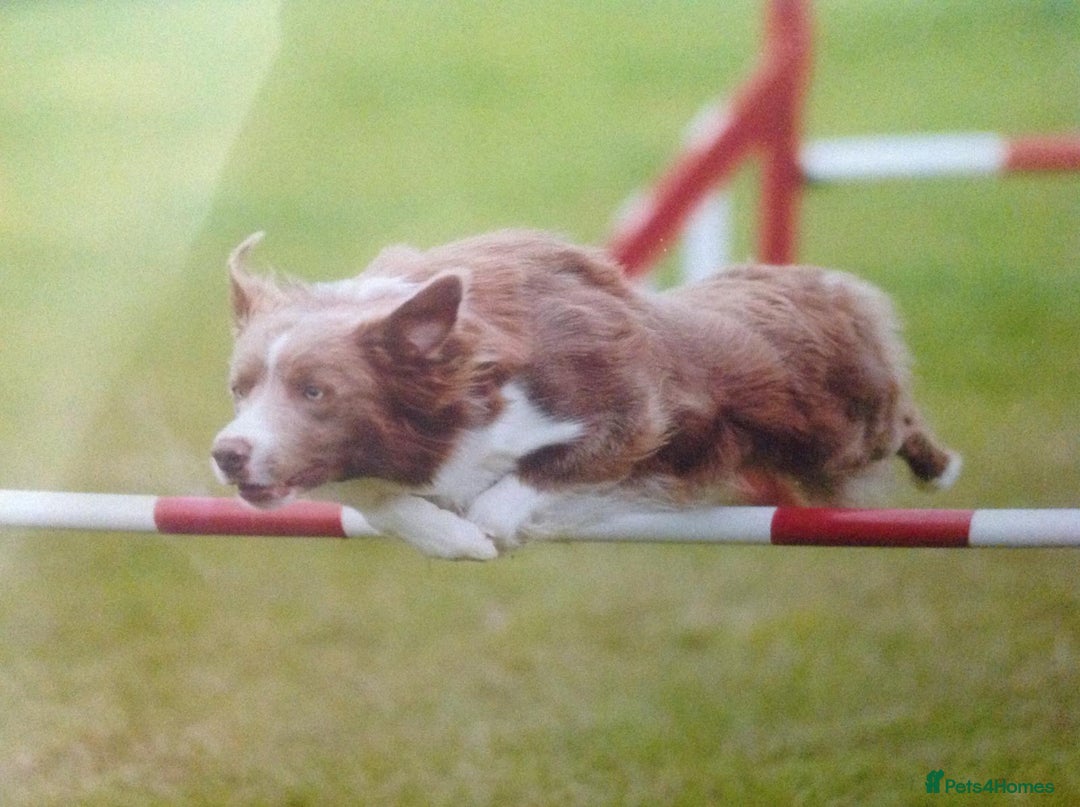 Border Collie dogs for sale: KC Registered Pups - Image 3