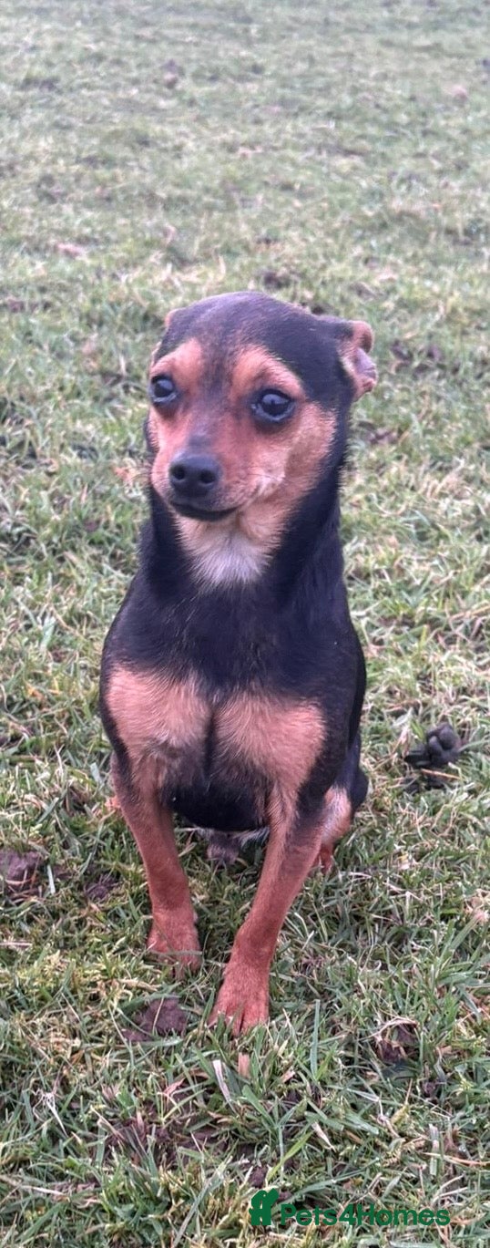 Mixed Breed dogs Jack russel - Advert 1