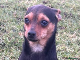 Mixed Breed dogs Jack russel - Advert 16