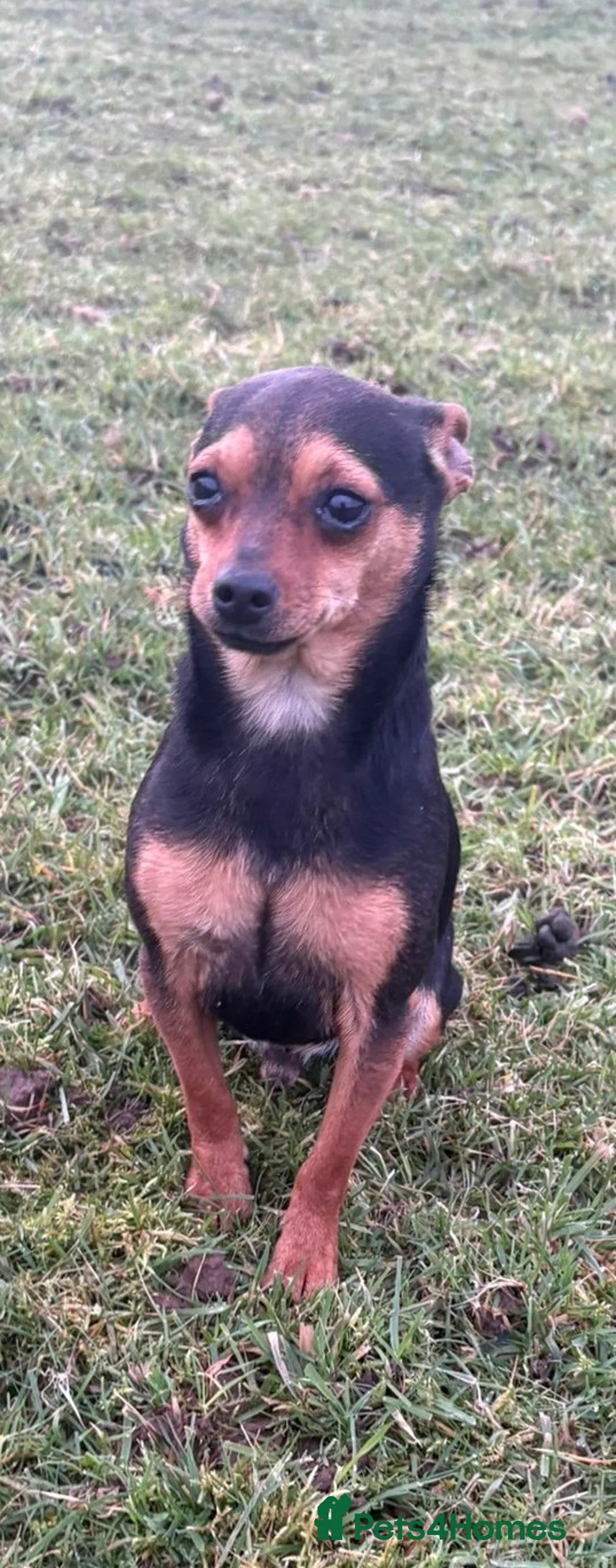 Mixed Breed dogs for sale: Jack russel - Advert 1