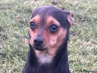 Mixed Breed dogs Jack russel - Advert 7