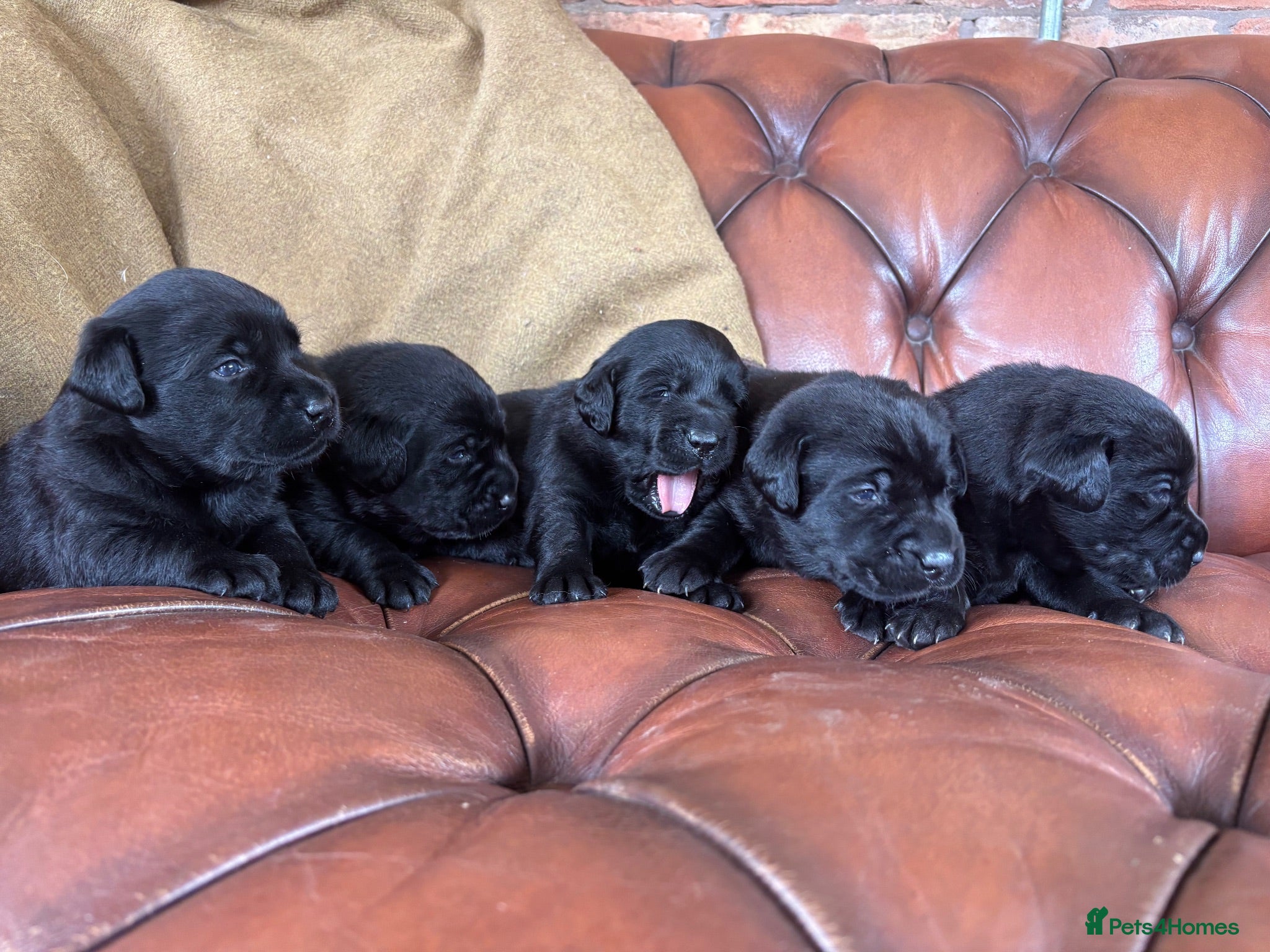 Labrador Retriever dogs Chunky show Labrador Puppies  - Advert 2