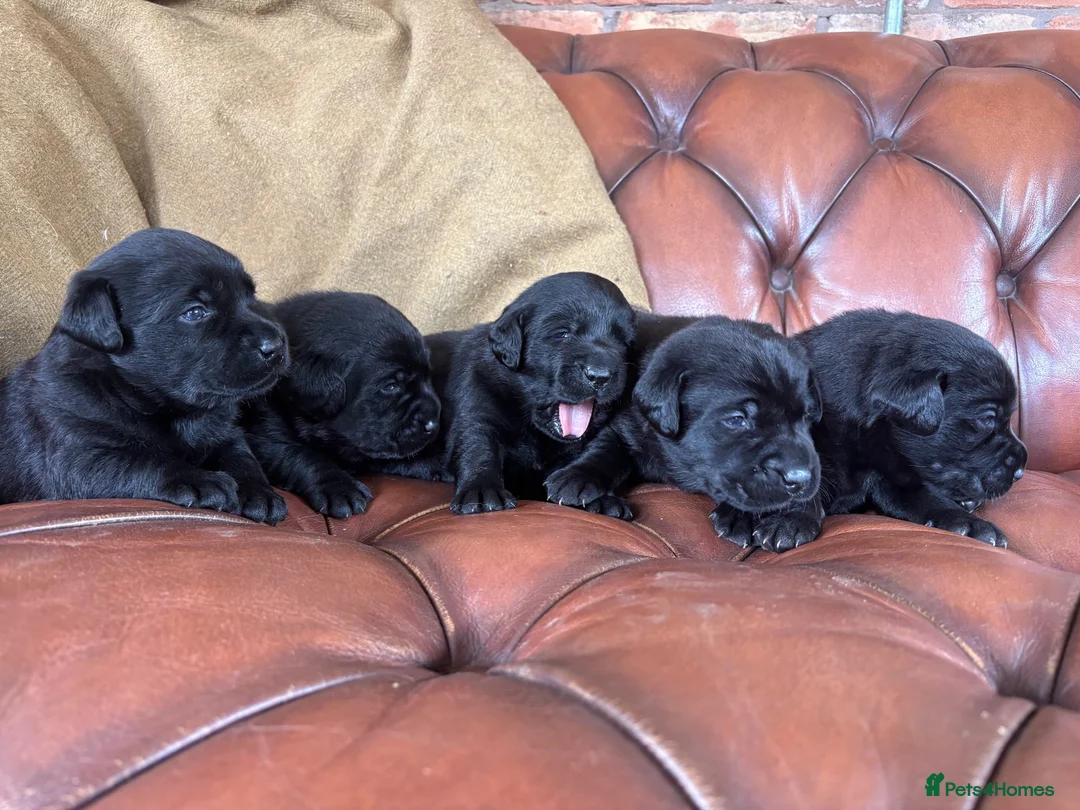 Labrador Retriever dogs for sale: Chunky show Labrador Puppies  - Advert 1