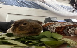 Guinea Pig rodents for sale: 1 Female Guinea Pig - Image 6