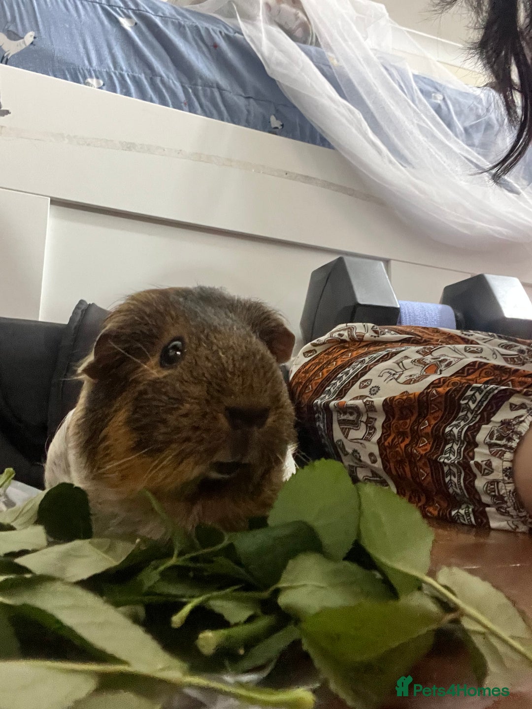 Guinea Pig rodents for sale: 1 Female Guinea Pig - Image 6