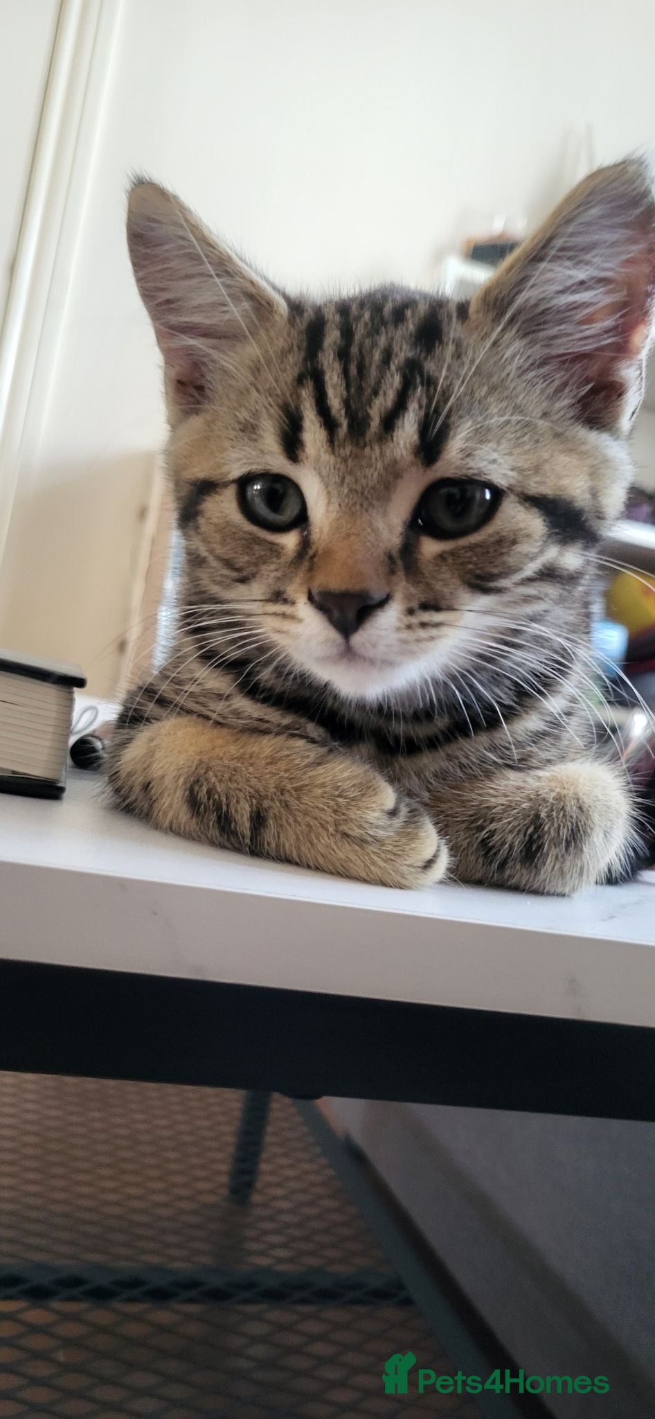 Mixed Breed cats One male tabby  - Advert 6