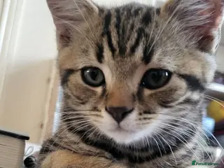 Mixed Breed cats One male tabby - Advert 6
