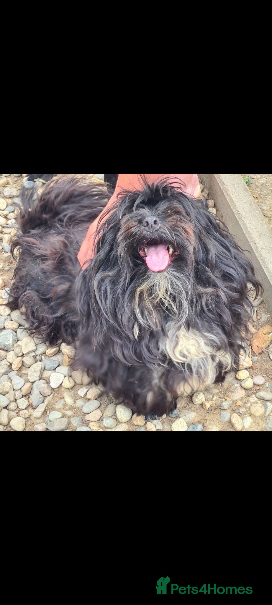 Shih Tzu dogs Mrs Mop 6kg - Advert 1