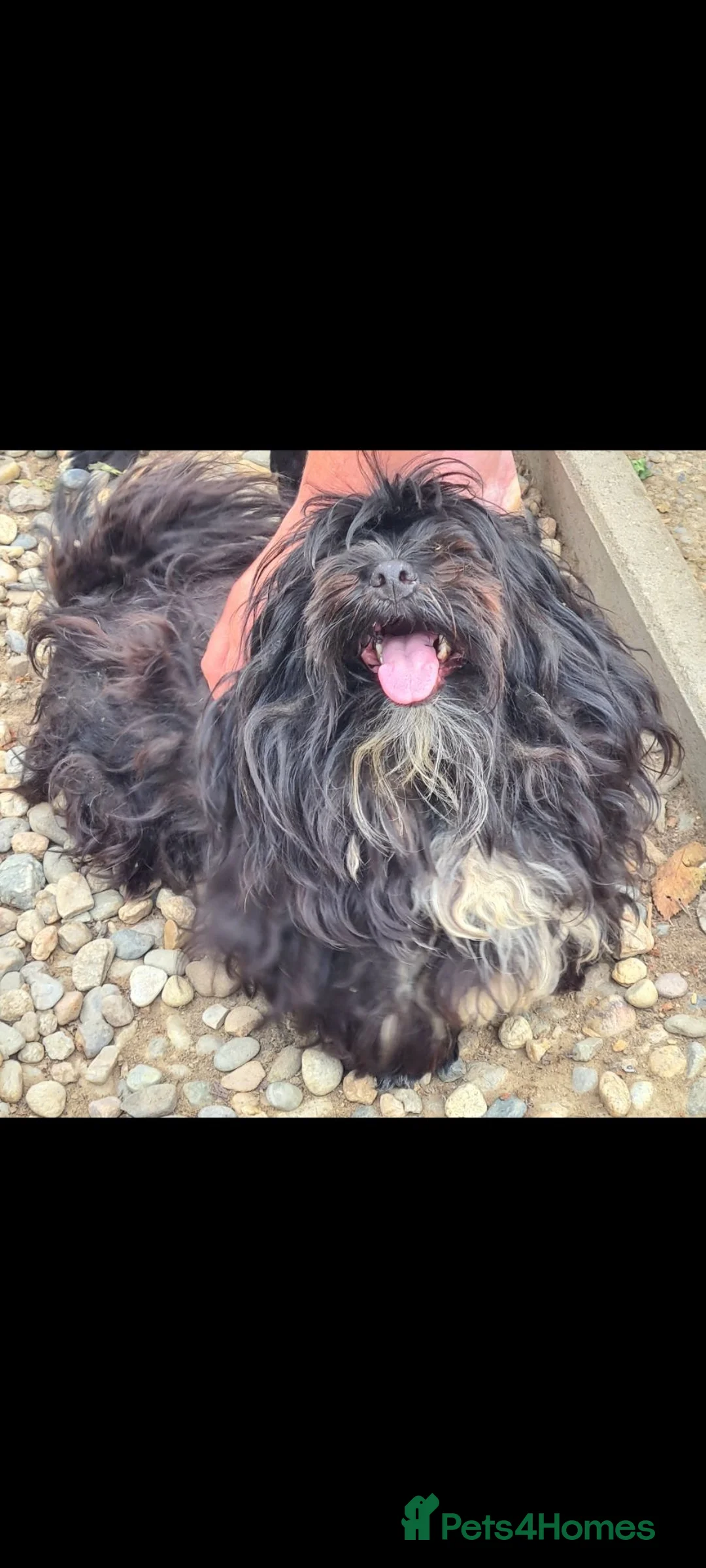 Shih Tzu dogs for adoption: Mrs Mop 6kg - Advert 1