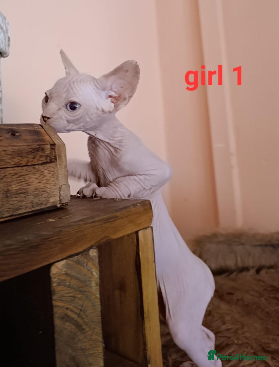 Sphynx cats Beautiful Sphynx kittens for sale - Advert 1