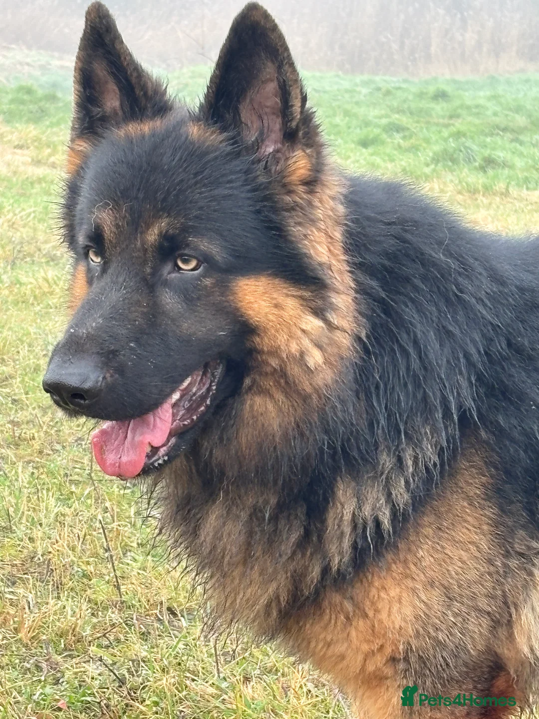 German Shepherd dogs for stud: Herman Kennel Club registered GSD-stud in Doncaster - Advert 17