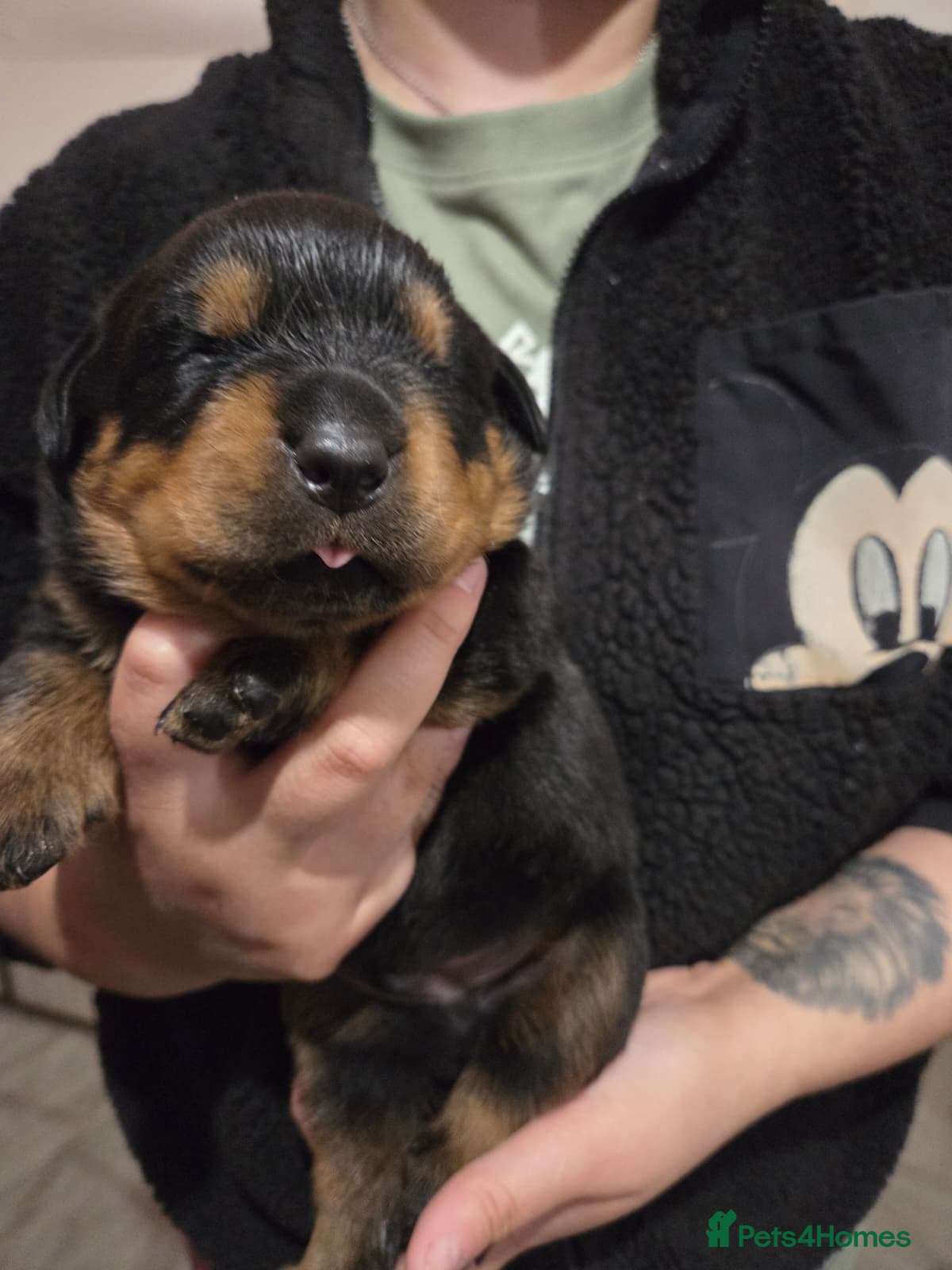 Rottweiler dogs 🐶PREMIUM ROTTWEILERS. ADRK GERMAN BLOODLINES 🇩🇪 - Advert 2