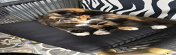 Maine Coon cats for sale: Meet Mavis she was born on 7th March 2026  in Chelmsford - Advert 11