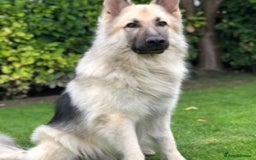 German Shepherd dogs for stud: silver sable, proven, health tested, kc reg. in Royston - Image 8