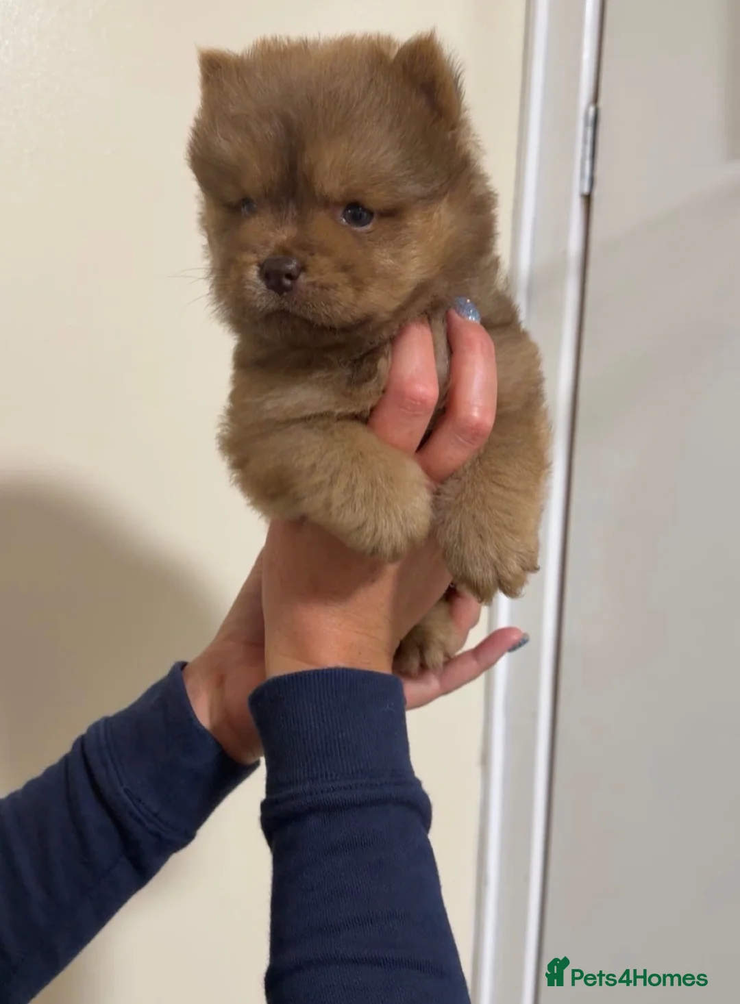 Chow Chow dogs for sale: *ReadyNow* 3 Teddy Bear Chow Chow Puppies - Advert 12
