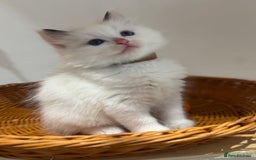 Ragdoll cats for sale: Pure fluffy Ragdoll kittens looking for5 star home - Image 18