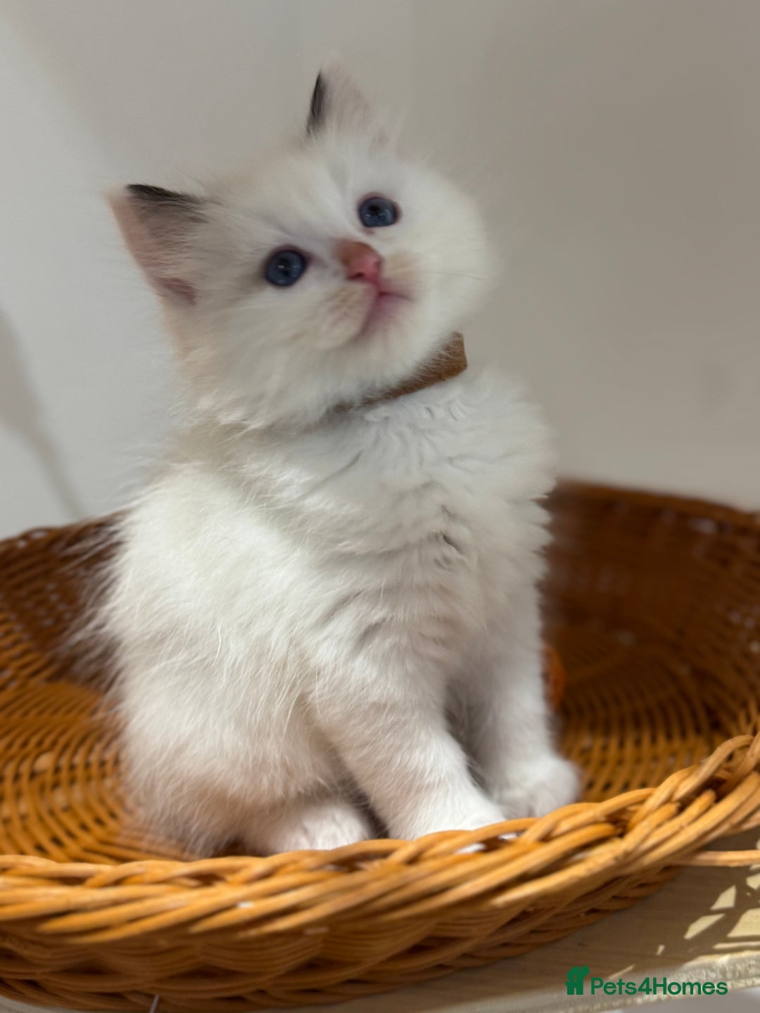 Ragdoll cats for sale: Pure fluffy Ragdoll kittens looking for5 star home - Image 18