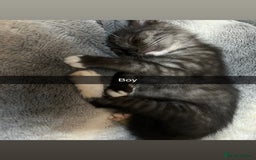 Mixed Breed cats for sale: 6 beautiful babies  - Image 3