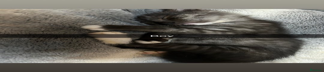 Mixed Breed Kitten 2