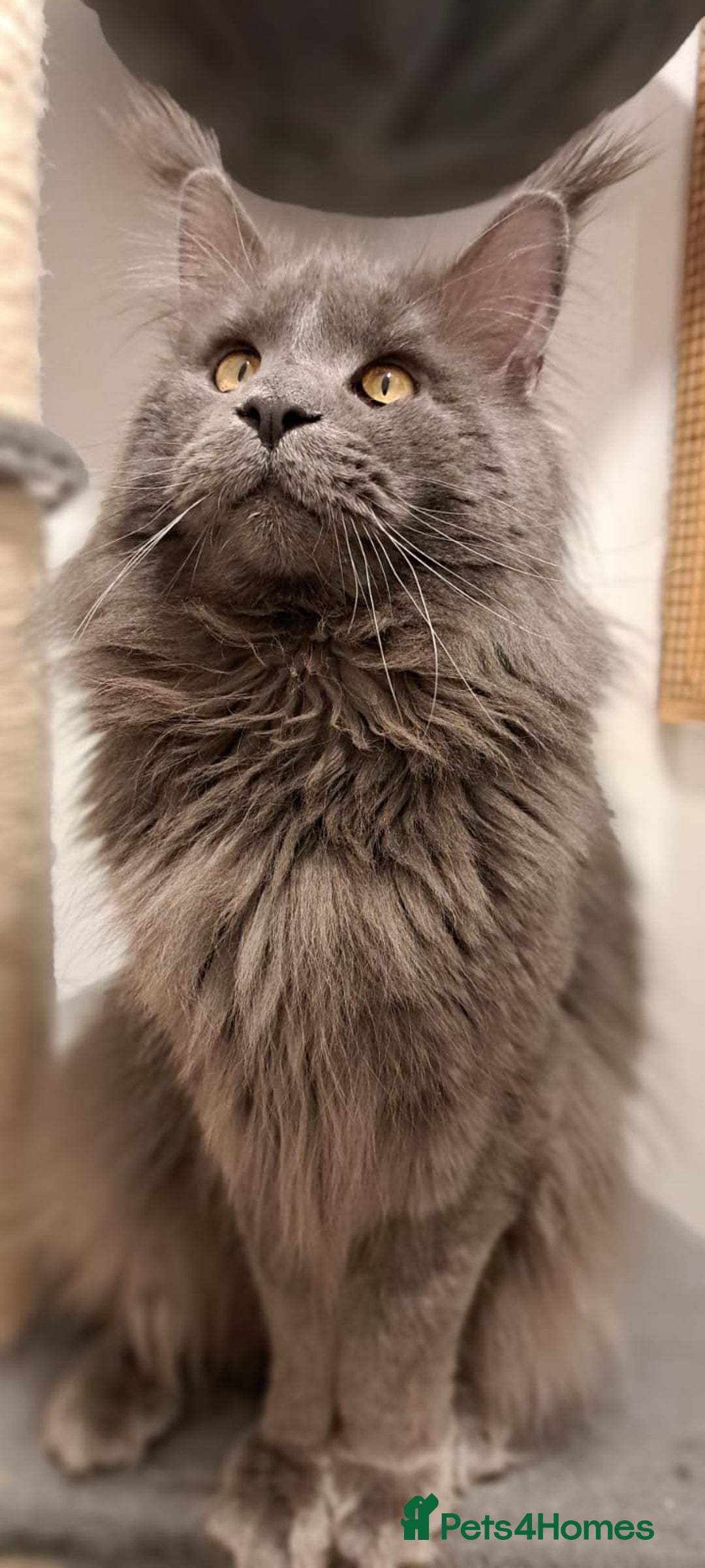 Maine Coon cats for sale: Blue Tabby boys TICA register  - Advert 8