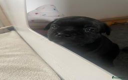 Staffordshire Bull Terrier dogs for sale: Beautiful Staffordshire bull terrier puppy’s  - Image 13