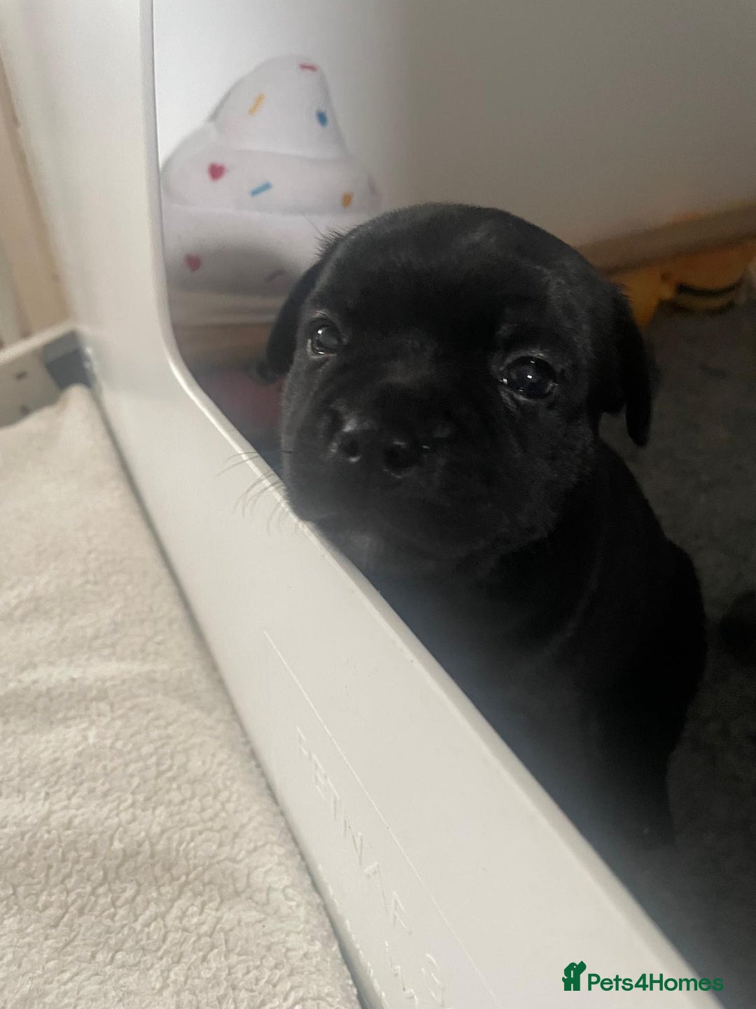 Staffordshire Bull Terrier dogs for sale: Beautiful Staffordshire bull terrier puppy’s  - Image 13