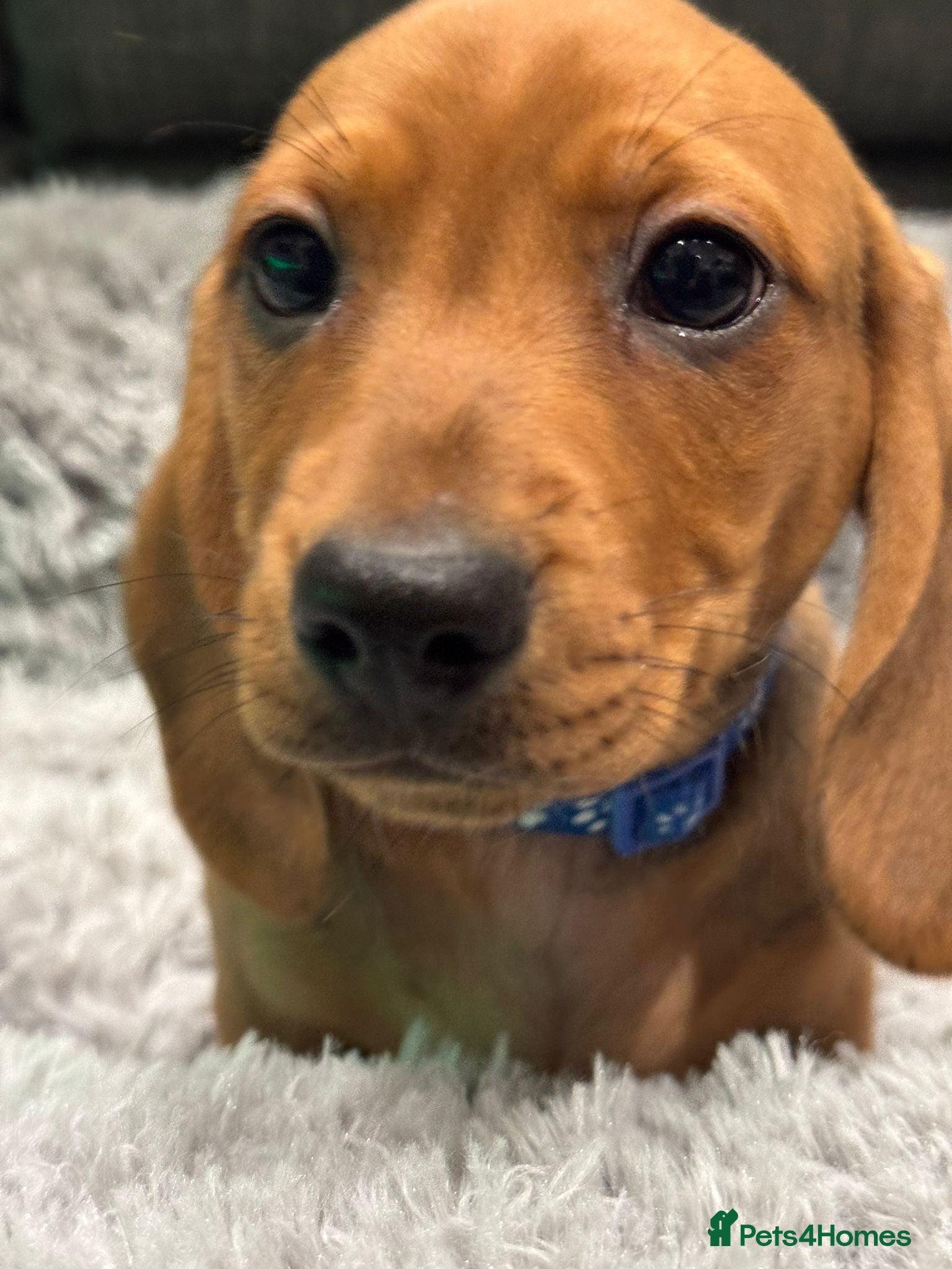 Dachshund dogs 3 Beautiful Standard Dachshund Puppies - Advert 6