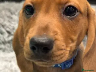 Dachshund dogs 3 Beautiful Standard Dachshund Puppies - Advert 6