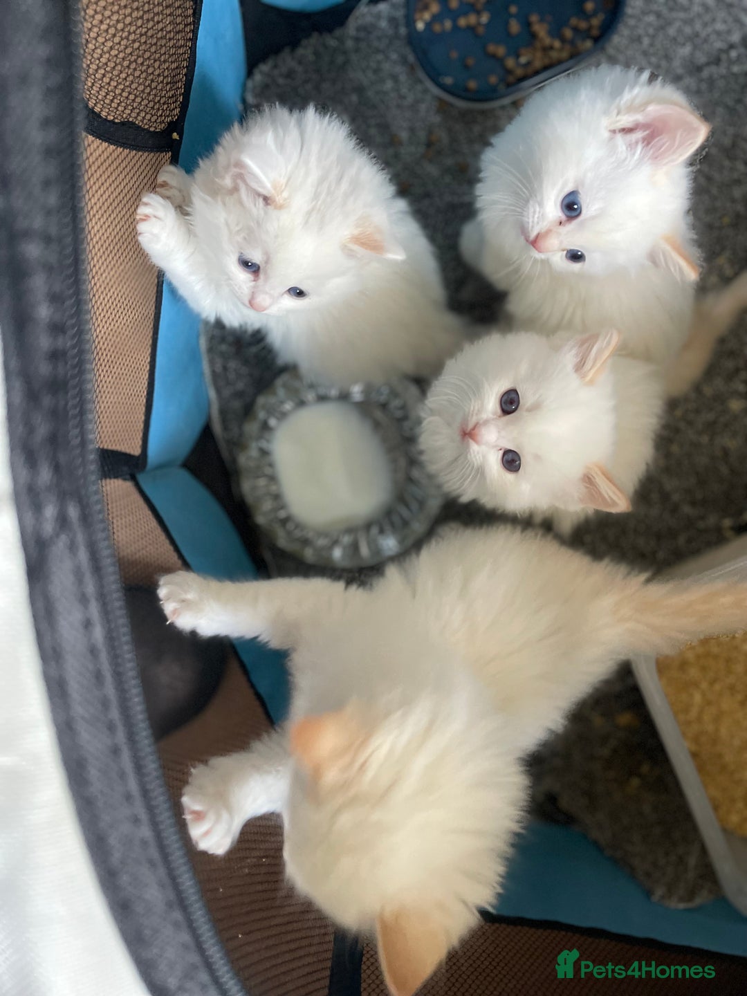 Ragdoll cats for sale: DoB:18/7/25& 14/11/25 Ragdoll Kittens Purebred - Advert 28