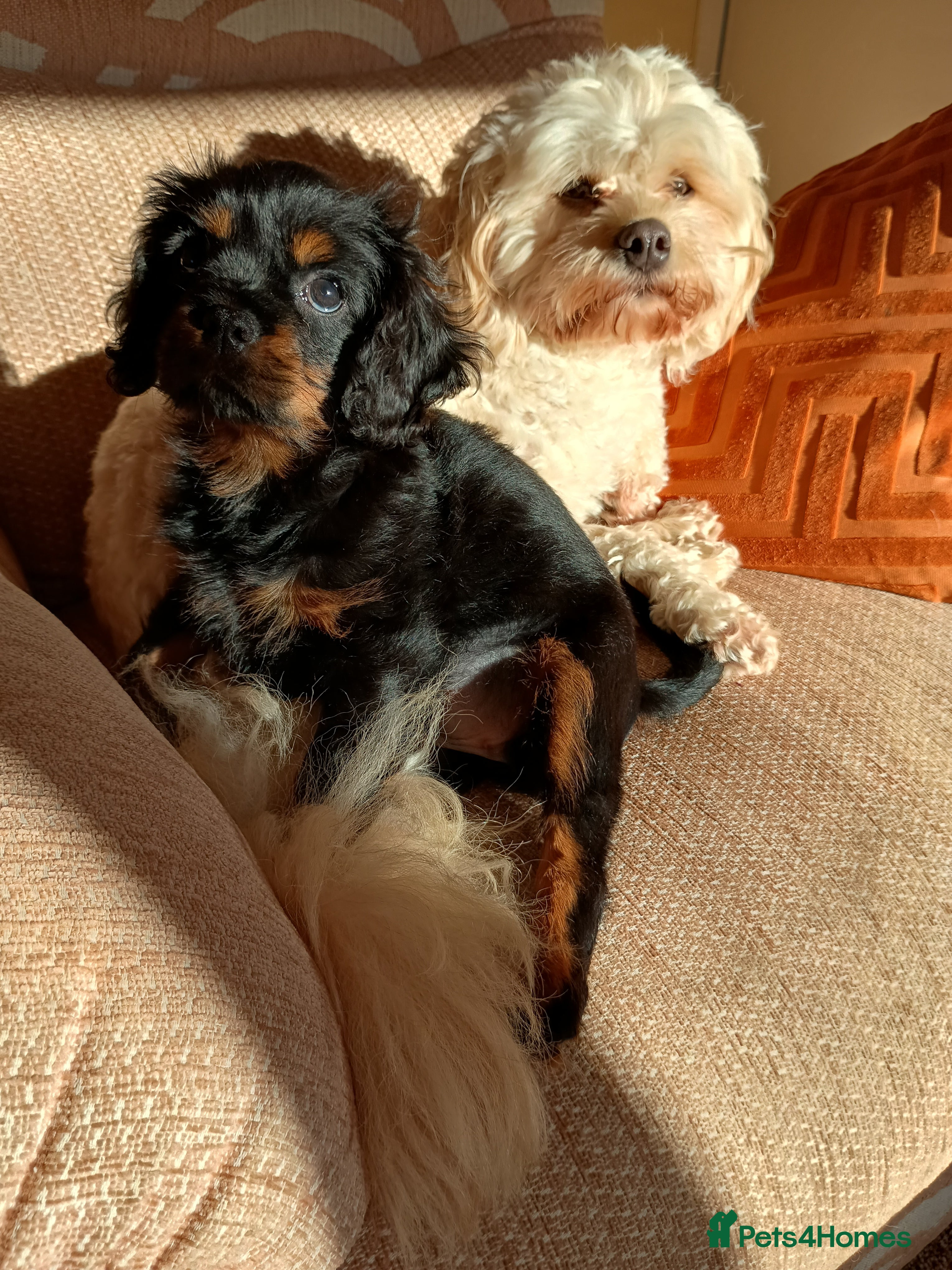 Cavalier King Charles Spaniel dogs Cavalier king Charles spaniel  - Advert 1