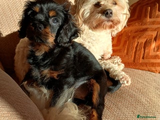 Cavalier King Charles Spaniel dogs Cavalier king Charles spaniel - Advert 1