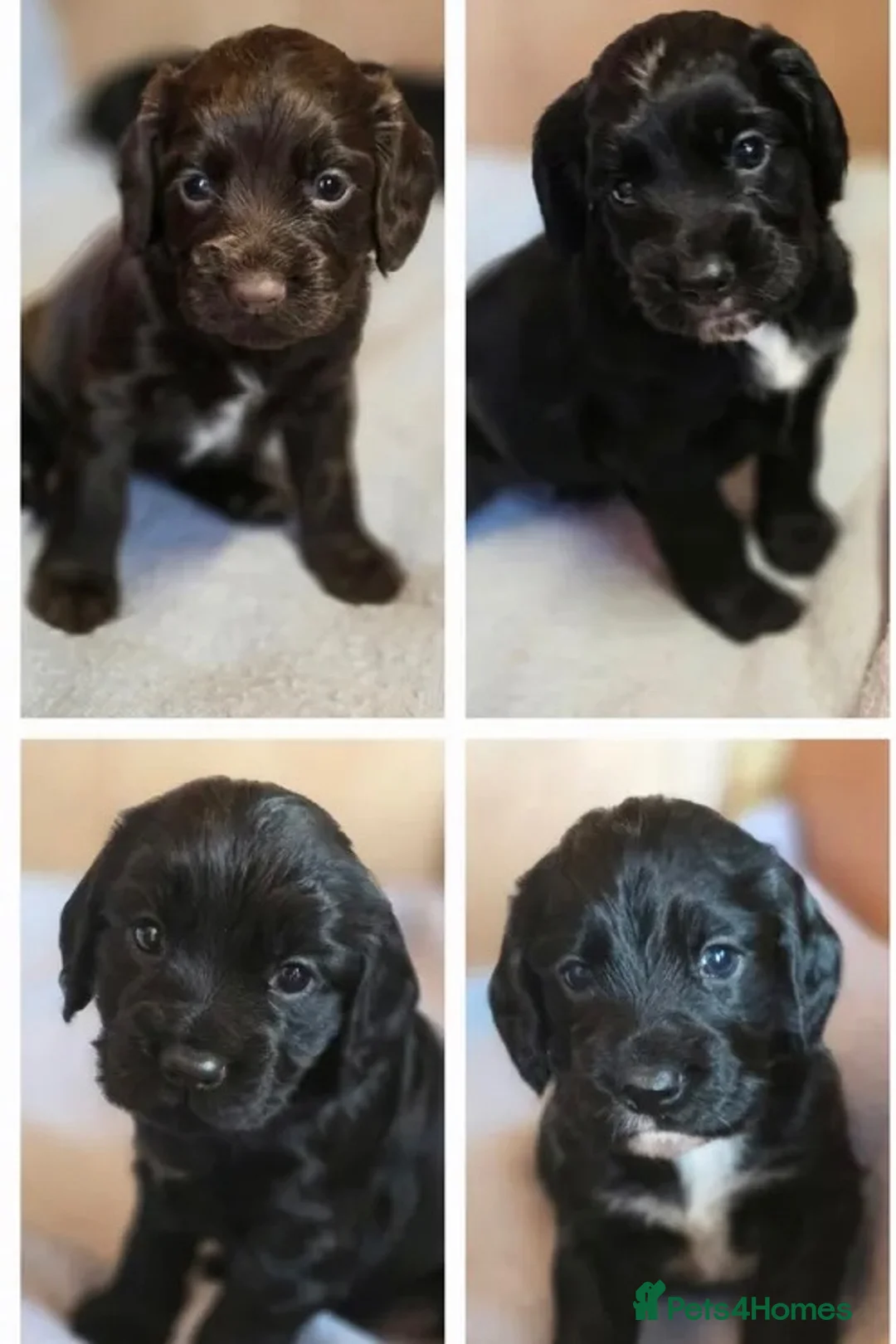 Cocker Spaniel dogs for sale: Cocker spaniel pups from working lines  - Advert 2