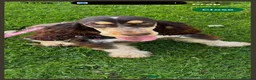 Cocker Spaniel dogs for sale: Show cocker spaniel pups - Advert 4