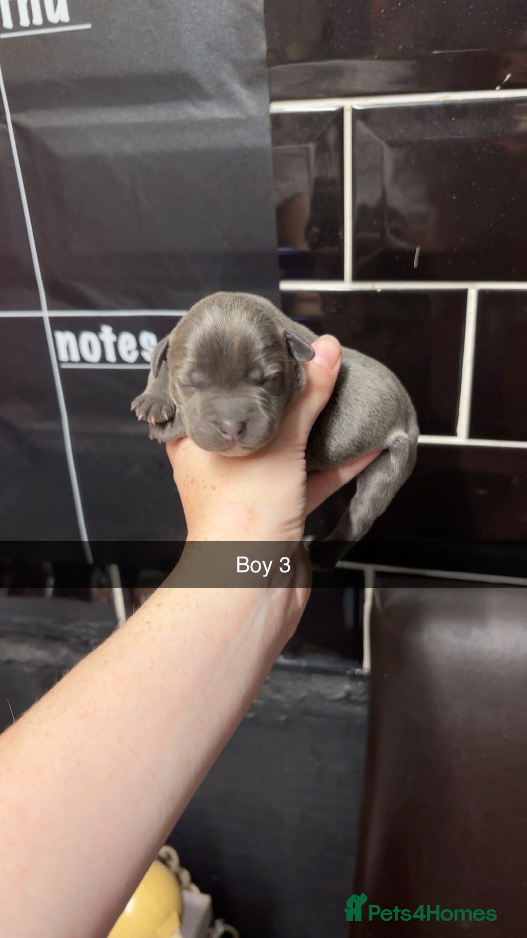 Staffordshire Bull Terrier dogs 10 Gorgeous blue staffy puppies  - Advert 16