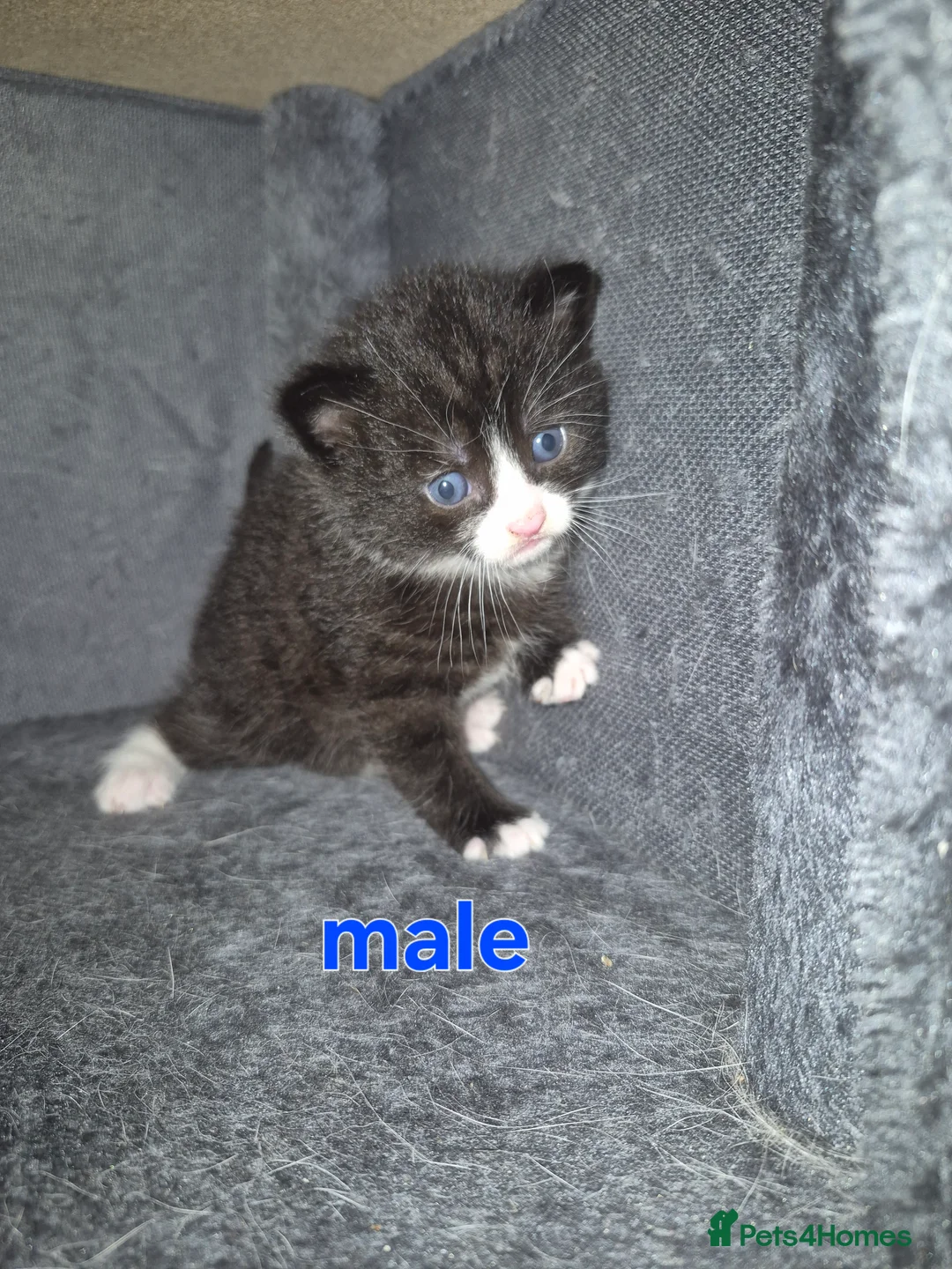 British Shorthair cats for sale: 4 beautiful kittens - Advert 5