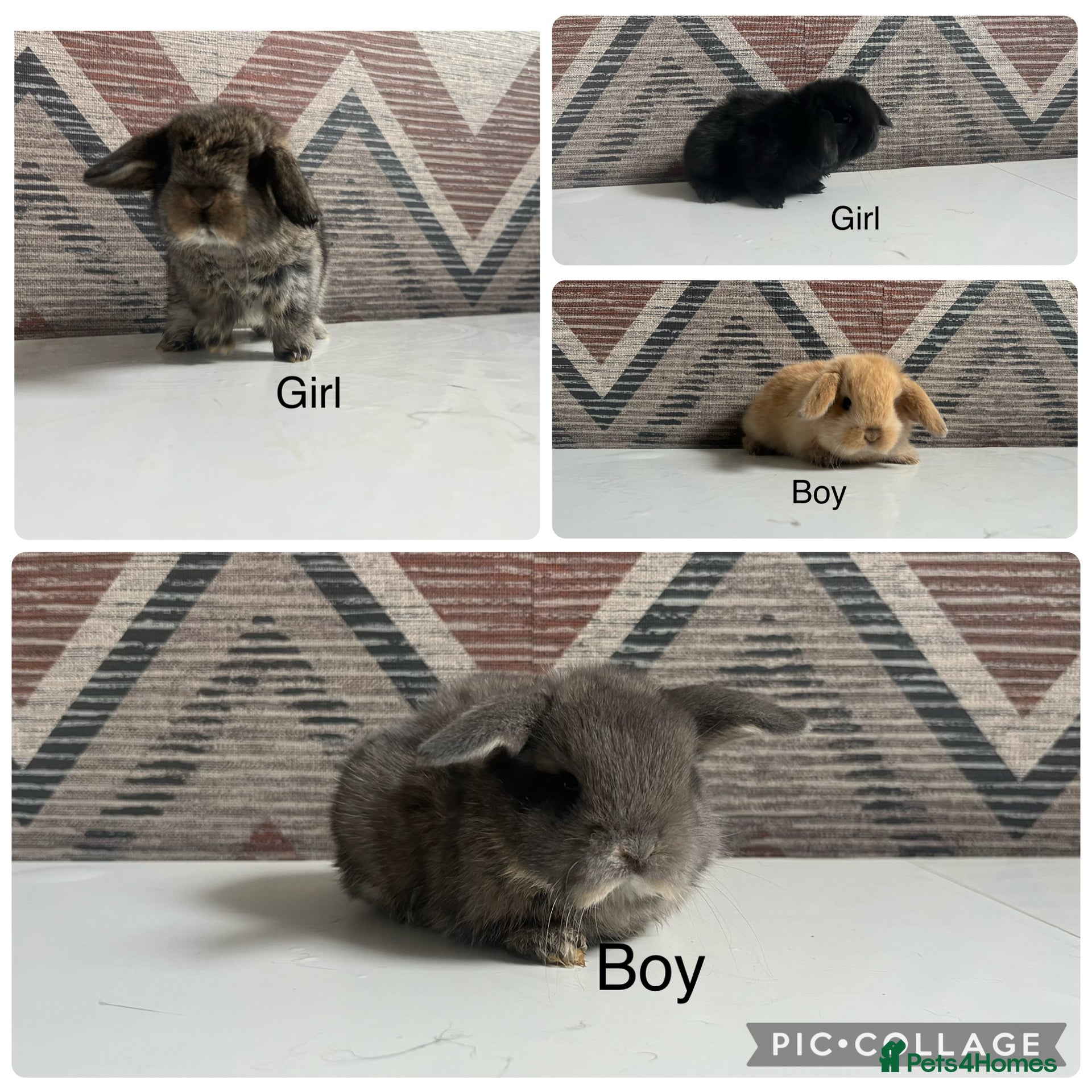 Lionhead rabbits mini lops  ready to  reserve  - Advert 1